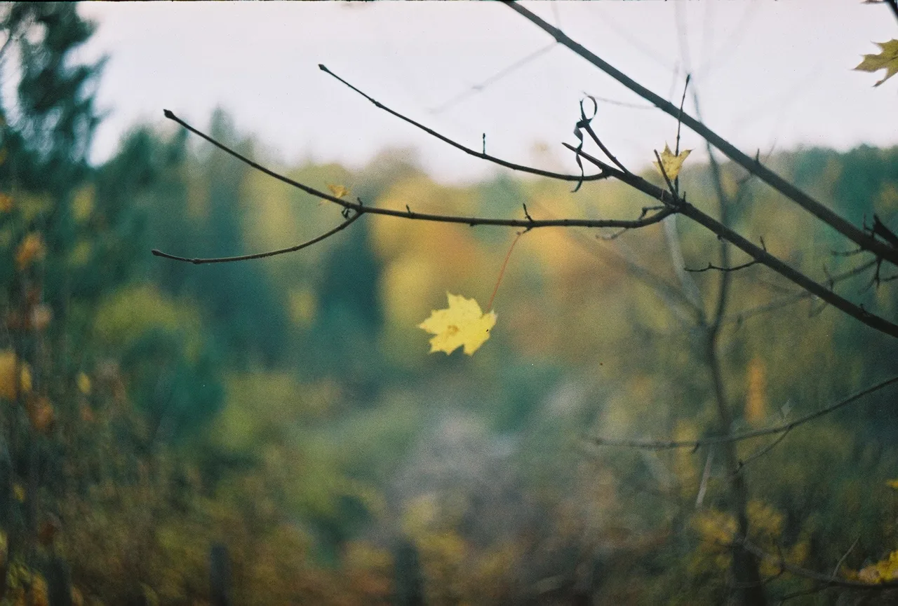 lonely leaf