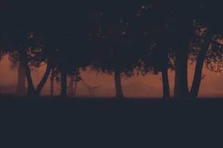 Мистическое утро