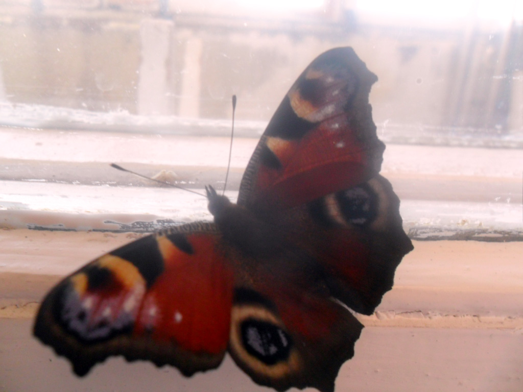 butterfly