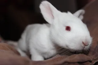 кролик)))