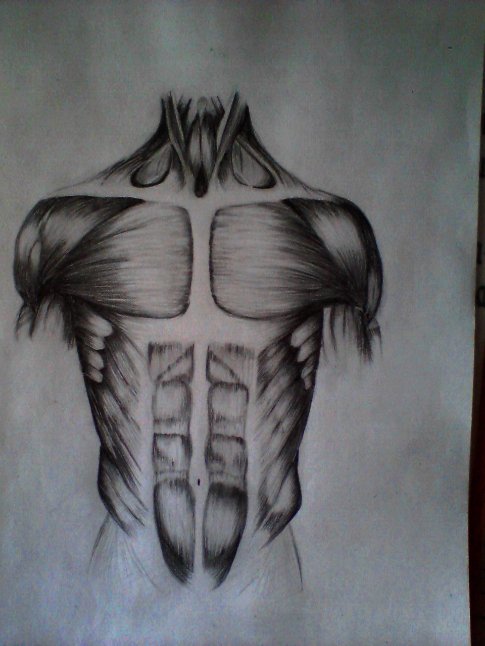 Disegno