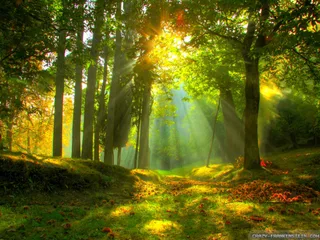 Summer Forest