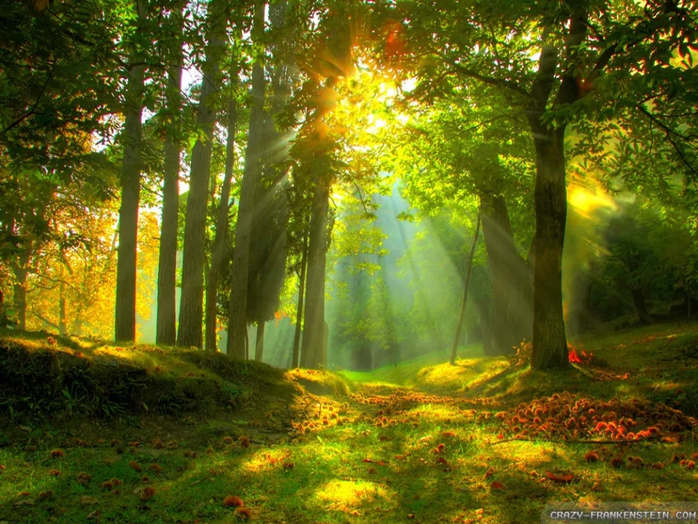 Summer Forest