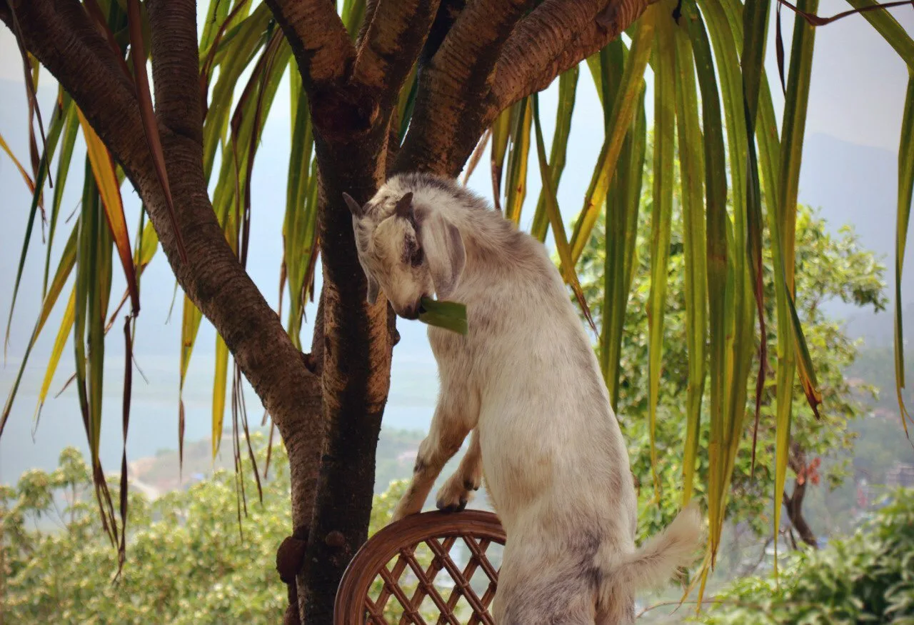 Cute goat
