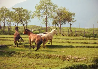Playing horses