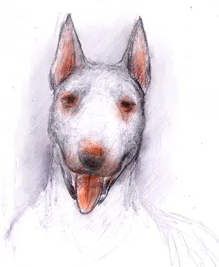 Булька