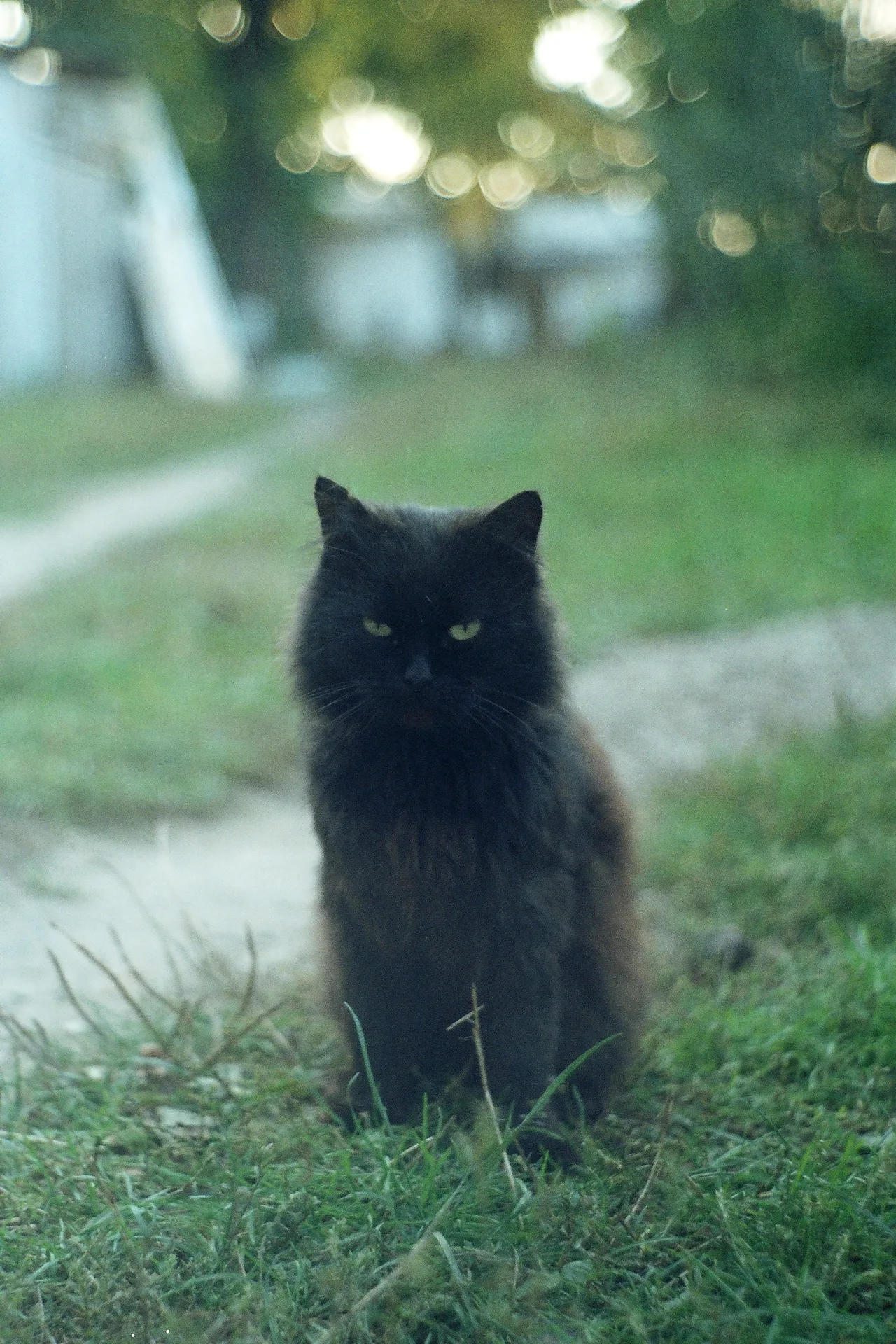 my cat ;)