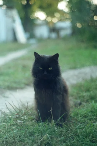 my cat ;)