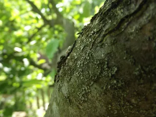 Дерево