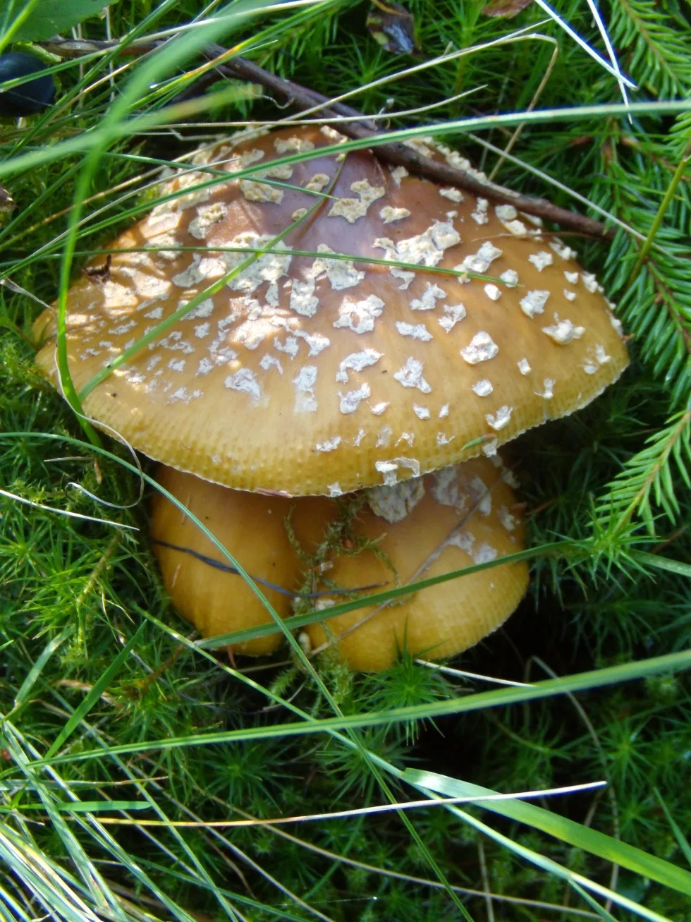 Мухомор королівський
