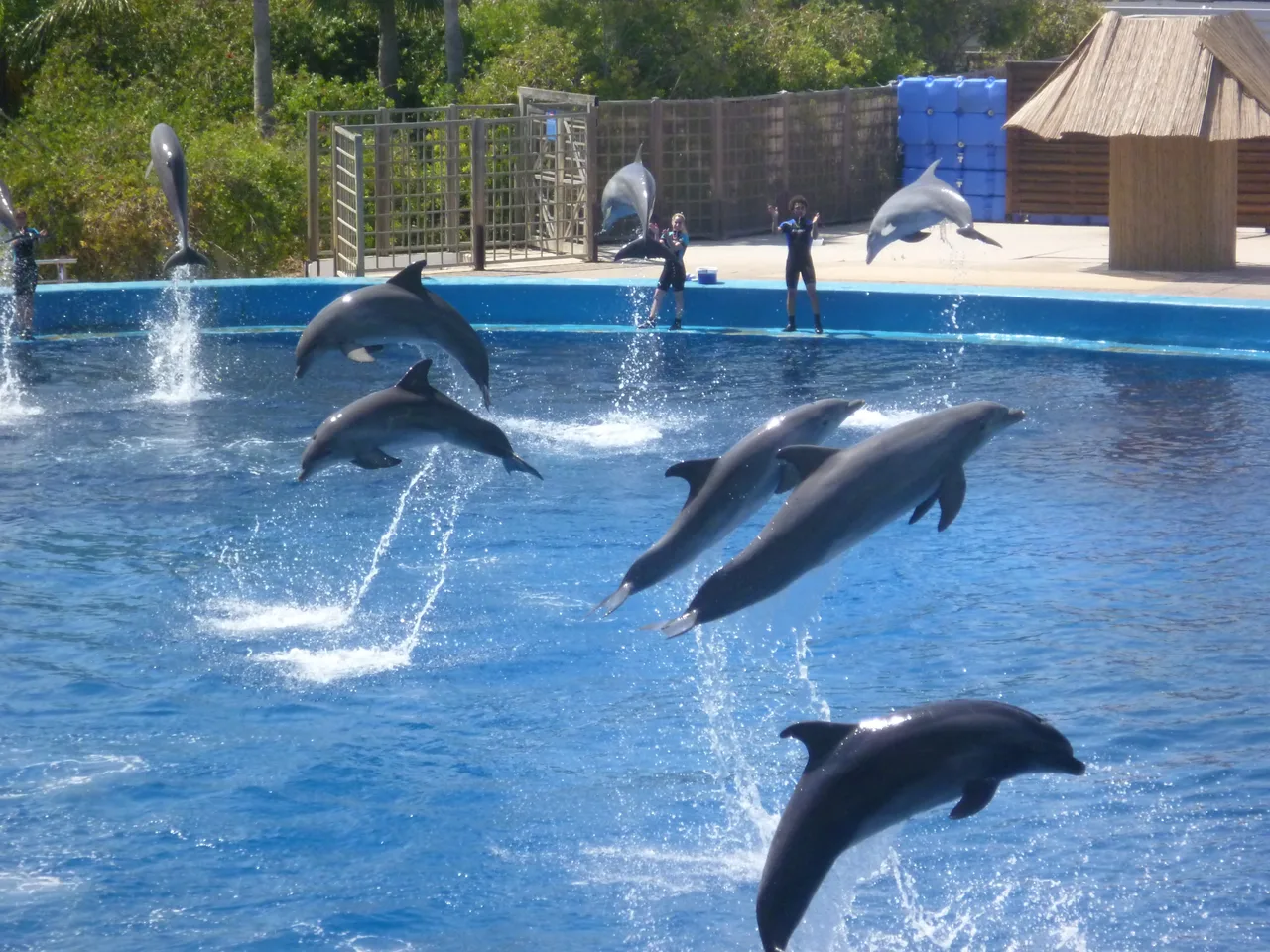 Dolphins