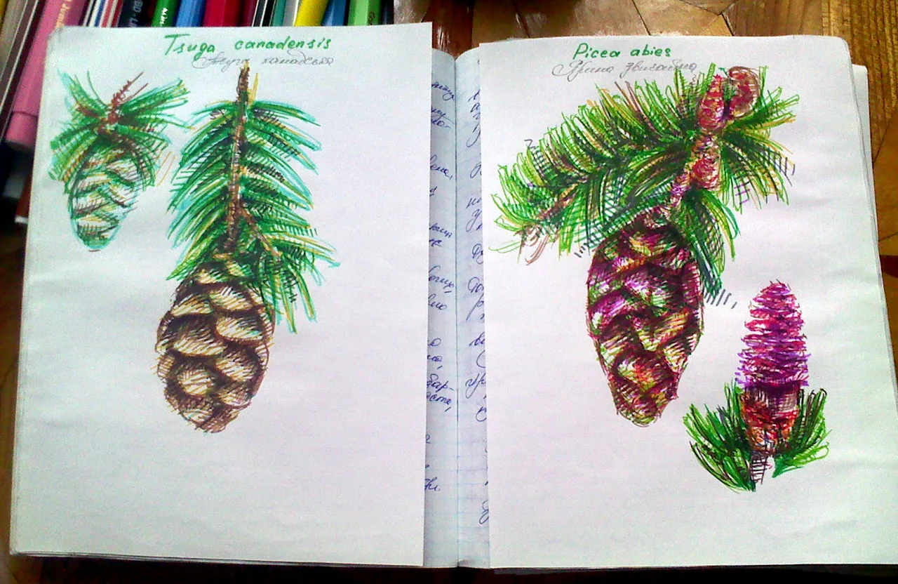 Disegno