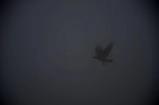 Містичний політ