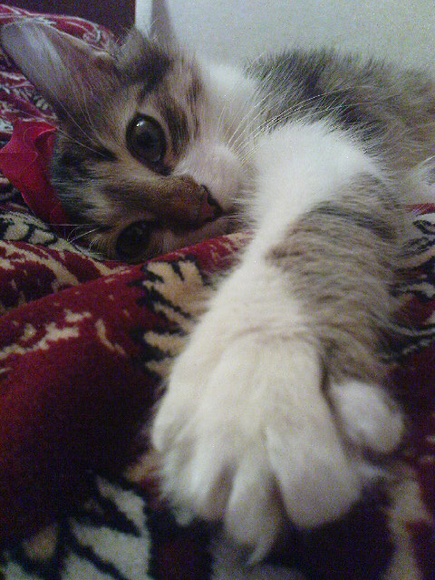 котик-воркотик)