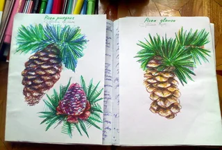 Disegno