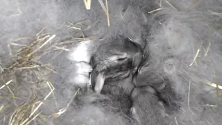 Кролики:))