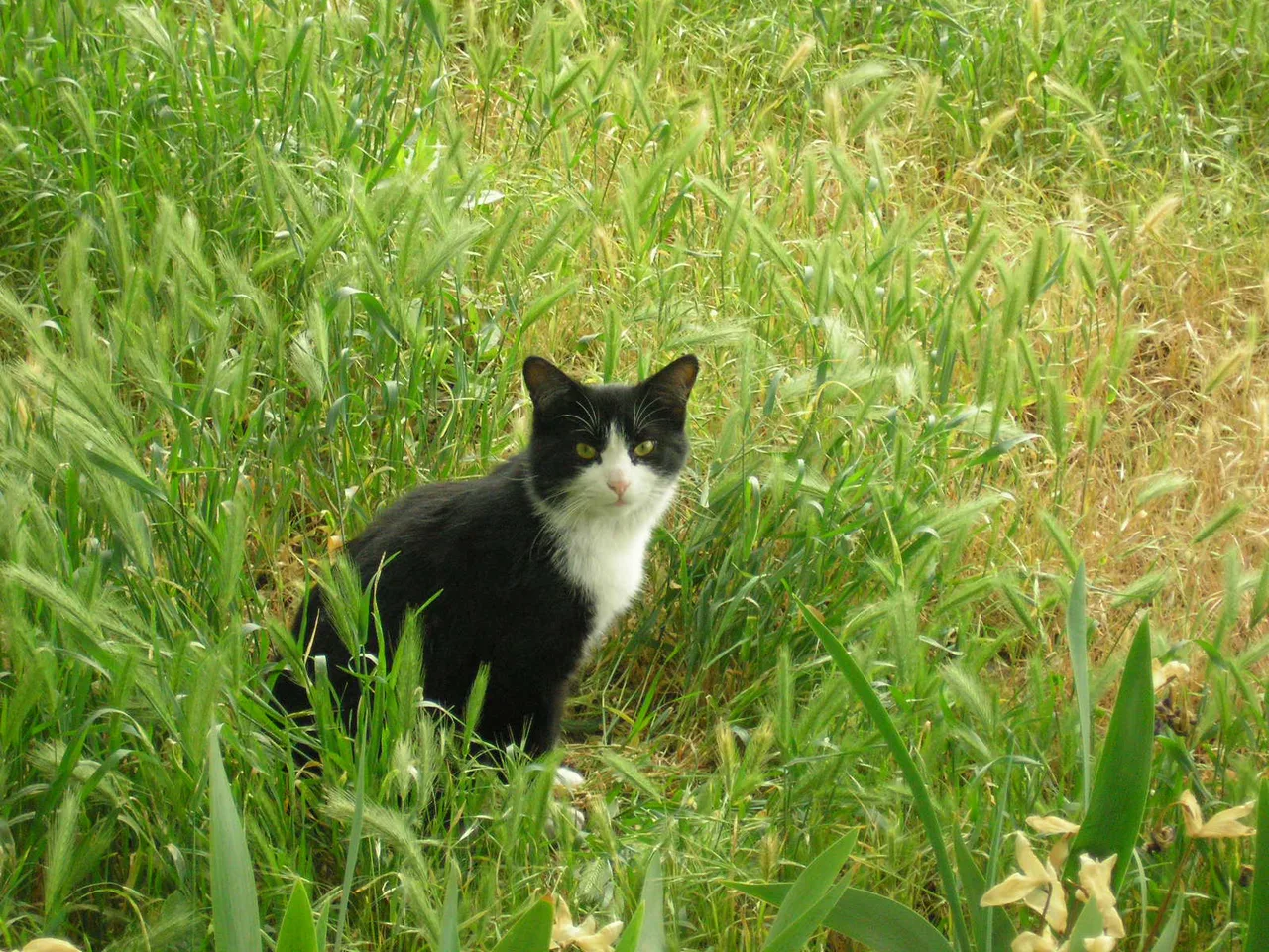 Весенний котик
