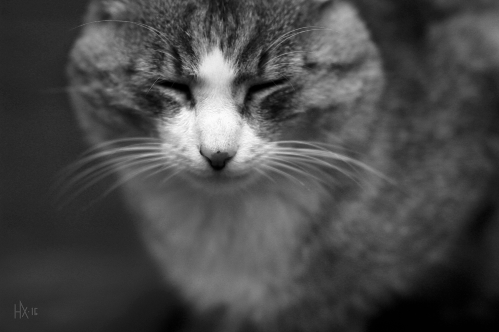 котик задумав лихе