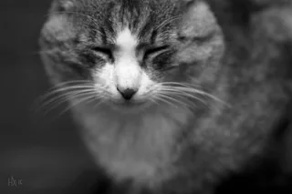 котик задумав лихе