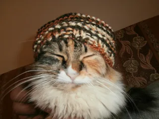 Шапка для кота