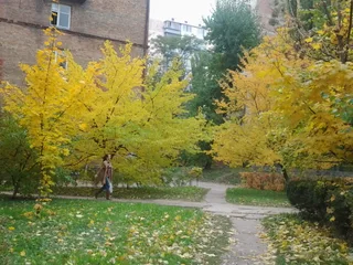 осіння шулявка)