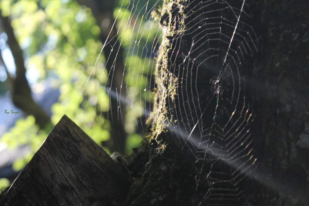 web