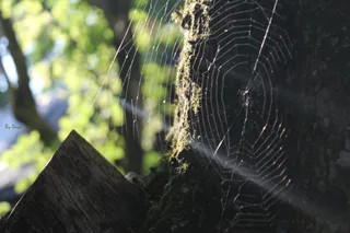 web