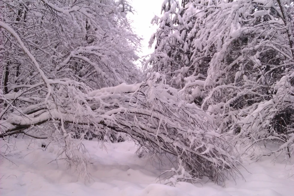Зима 2012