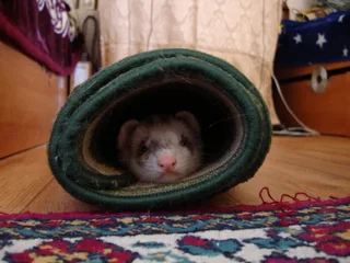 Честер =)