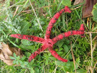 Clathrus archeri занесений до Червоної Книги України