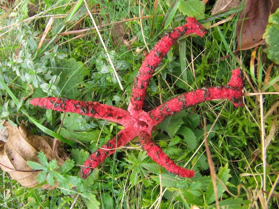 Clathrus archeri занесений до Червоної Книги України