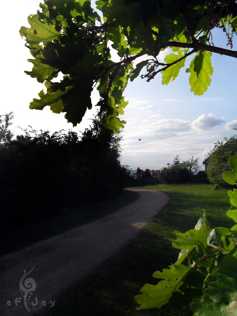 Laaer Wald