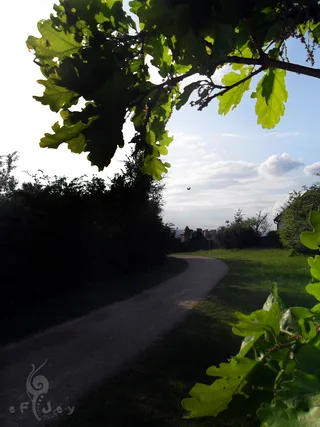 Laaer Wald