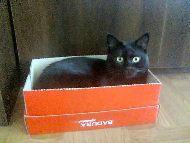 мій коте у своїй хатці, яку він обрав сам :)