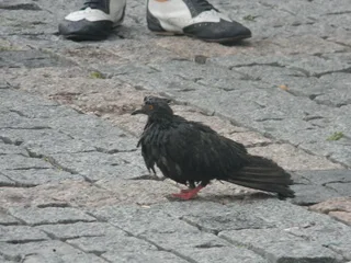 Кабаре життя