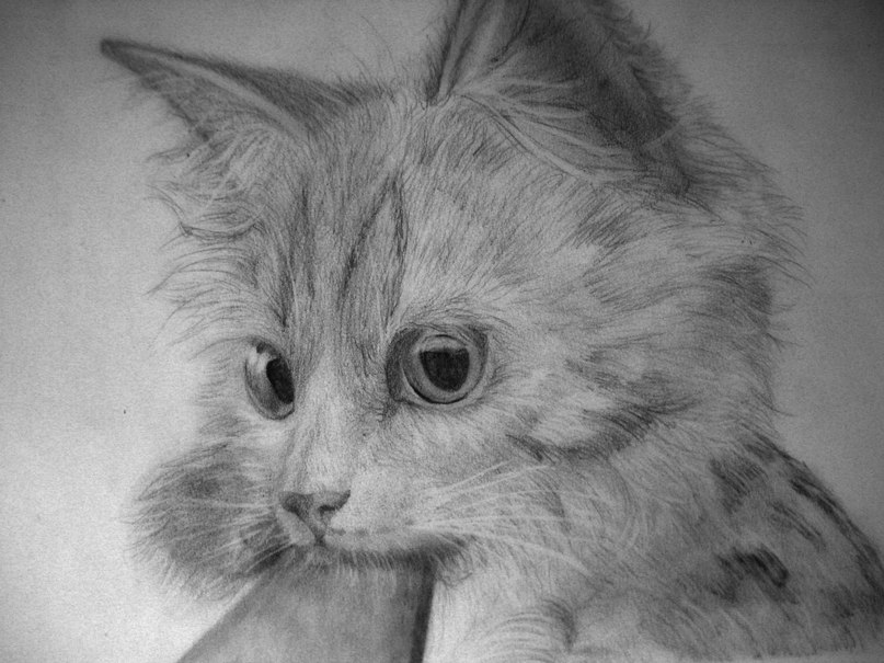 Мой котёныш Марти