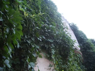 Ковель