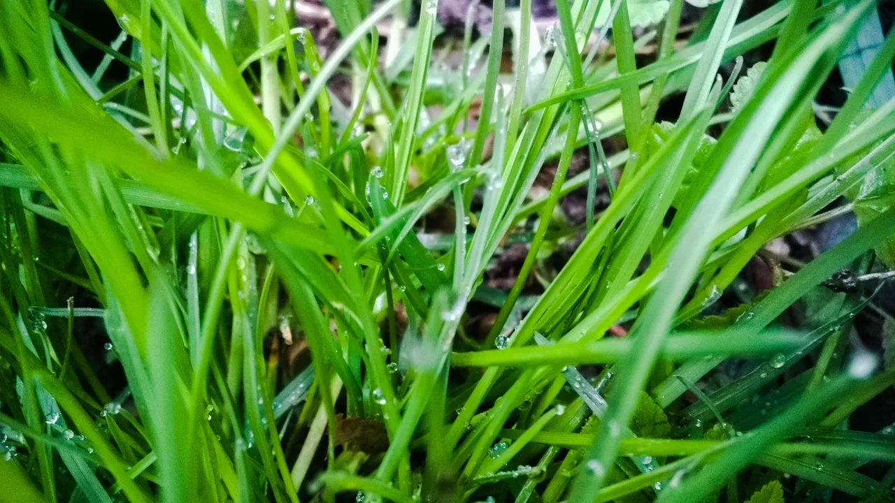 grass