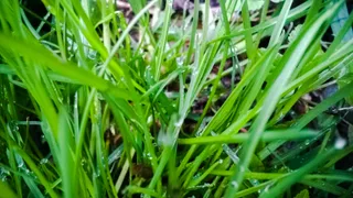 grass