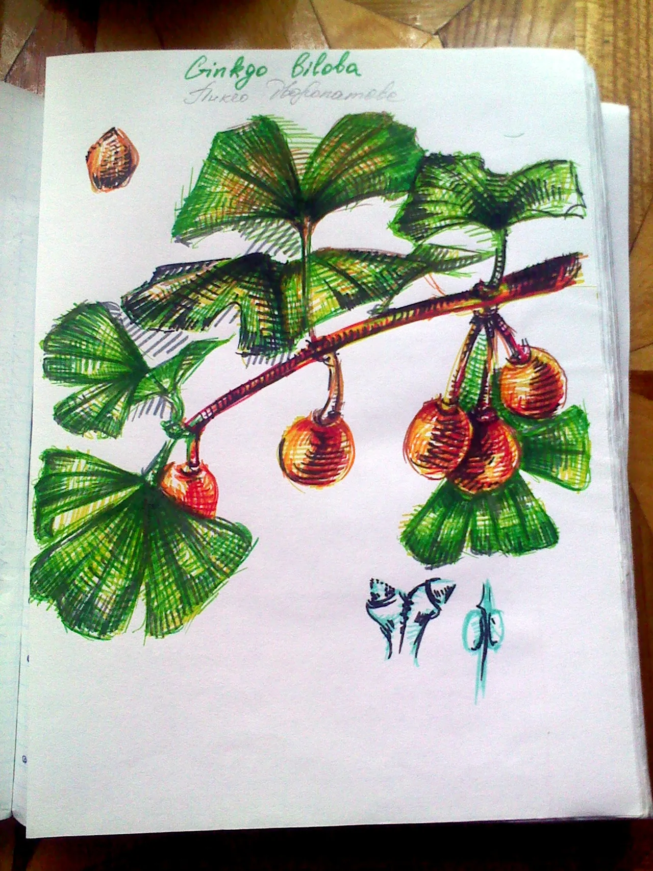 Disegno