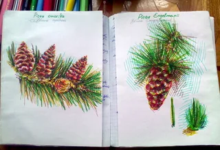 Disegno