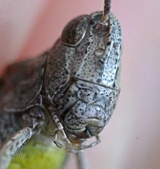 Кузнечик