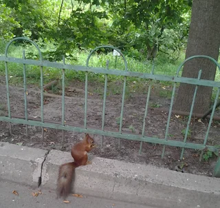 білка