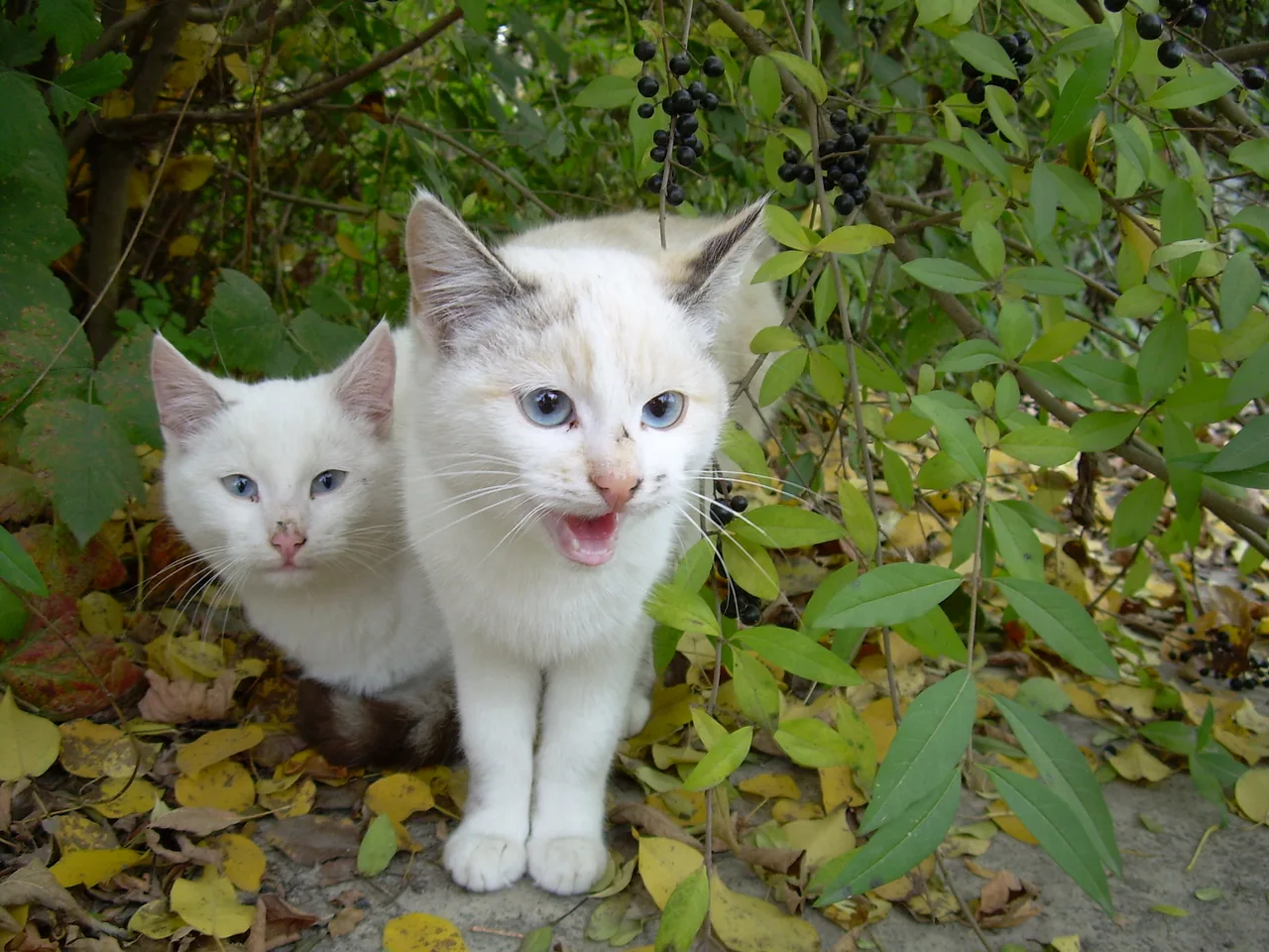 Котики