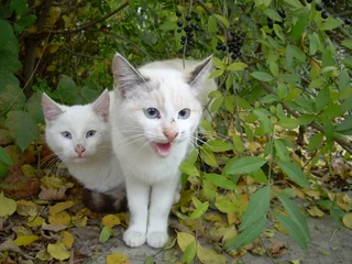 Котики