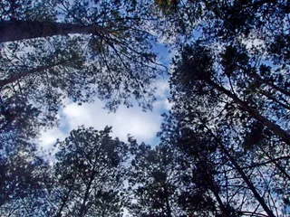 Жуківські сосни