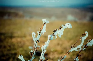 Іній