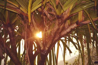 Sunlight