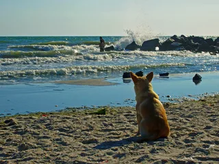 Морський пес