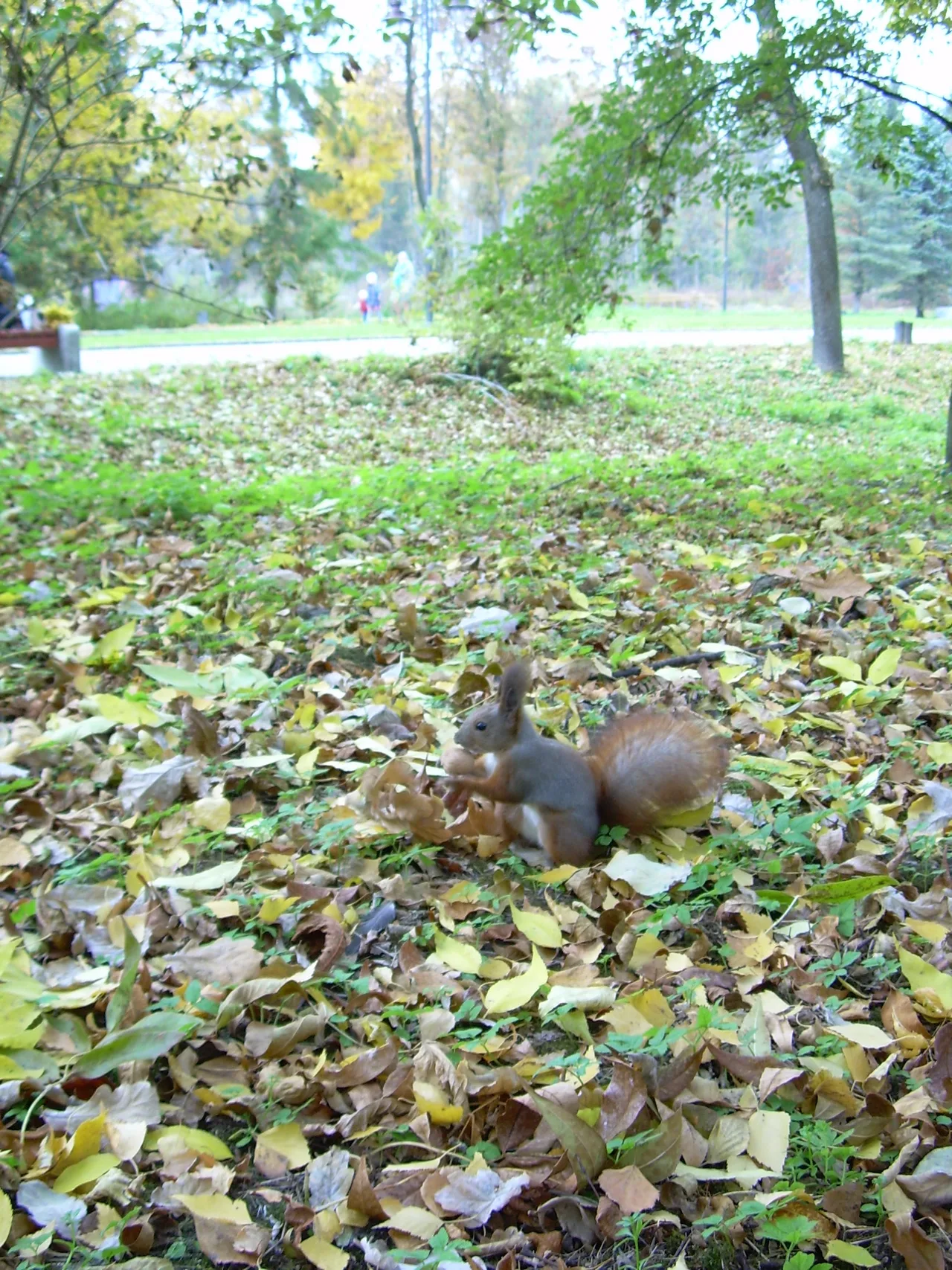 Білочка і горішок)